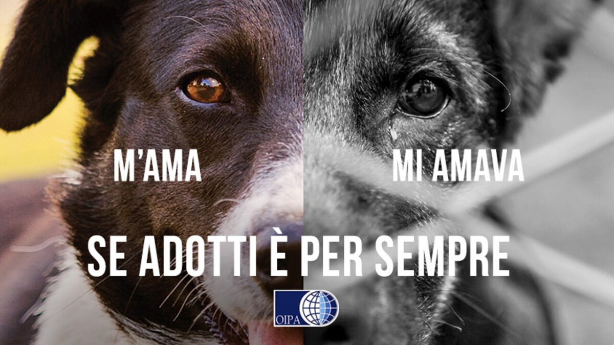 Parliamo di abbandono degli animali con l'OIPA OIPA e la sua campagna anti-abbandono