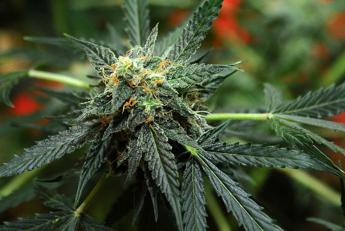 Usa verso svolta storica su marijuana, sarà 'droga meno pericolosa'