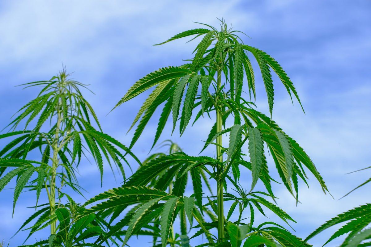adottato testo legge cannabis