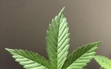 Legge sulla cannabis: cosa prevede il testo adottato