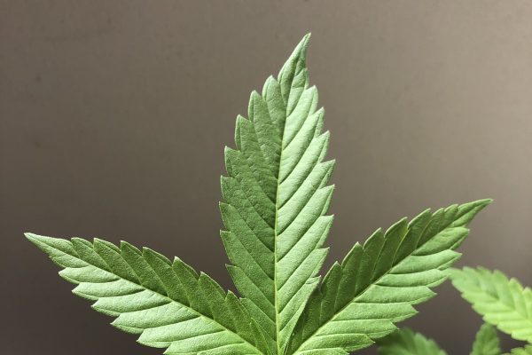Legge sulla cannabis: cosa prevede il testo adottato