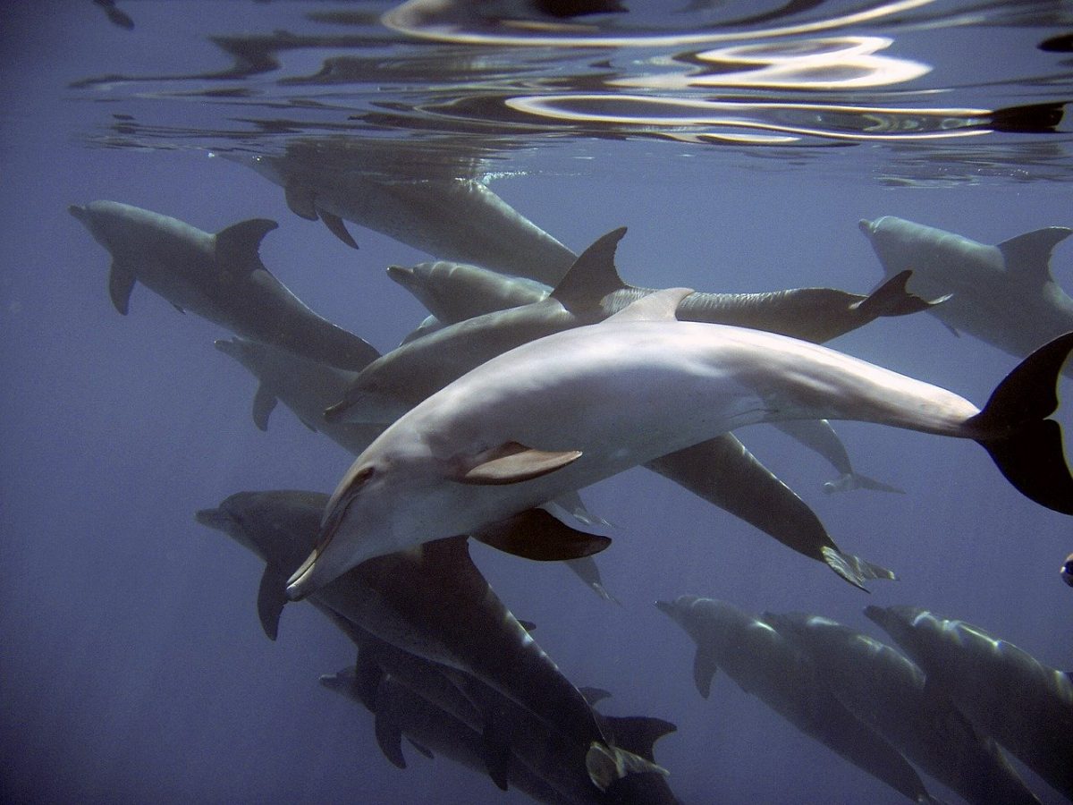 delfini isole faroe