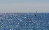 Pesce coniglio: il suo arrivo nel Mediterraneo preoccupa gli scienziati