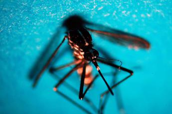 Da dengue a chikungunya, esperti: "Oltre metà malattie tropicali presente in Italia"