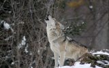 lupi boschi convivenza caccia