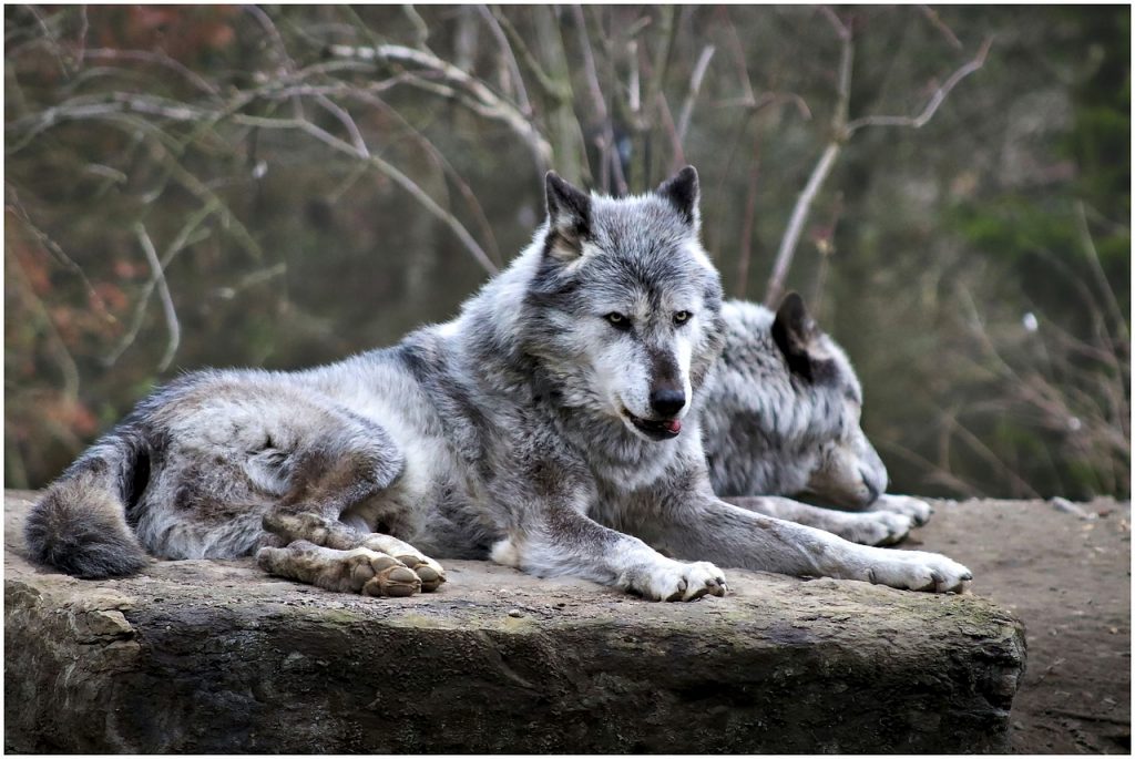 I lupi tornano nei boschi: convivenza o caccia?