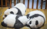 nuove nascite panda giganti