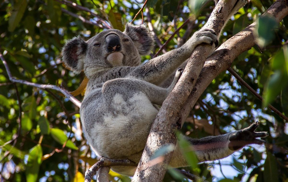 koala rischio estinzione clamidia