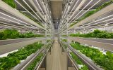 serre urbane vertical farming