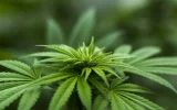 legalizzazione della cannabis in Italia