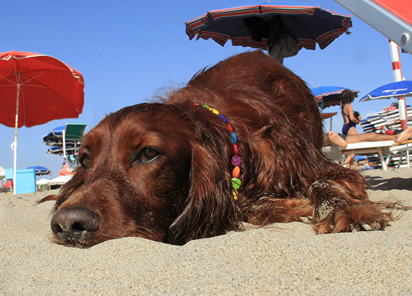 Cani in spiaggia: il caso Baubeach