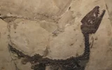dinosauro ciro