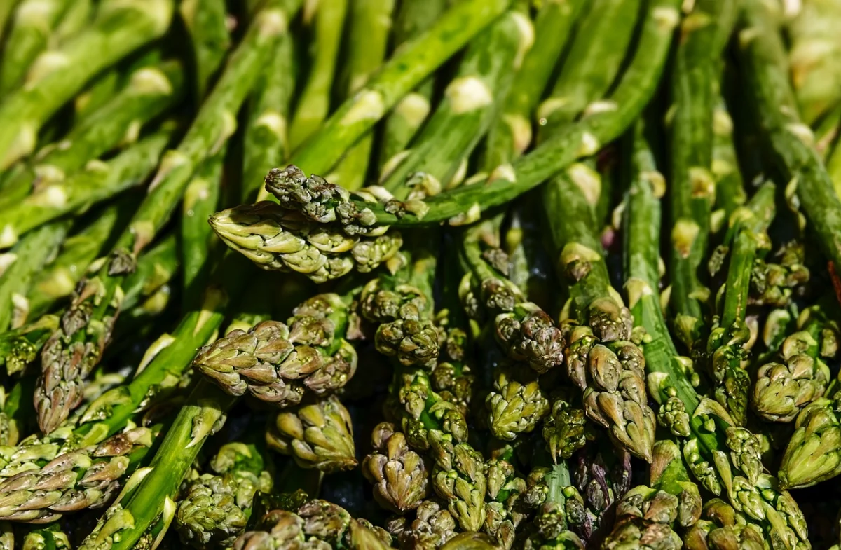 piantine di asparagi selvatici
