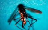 Dengue, sintomi gravi anche con prima infezione: lo studio