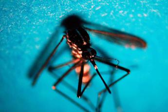 Dengue, sintomi gravi anche con prima infezione: lo studio