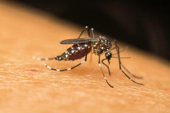 Dengue virus, in Italia 317 casi da inizio anno: 76 sono autoctoni