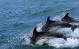mattanza dei delfini