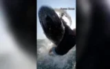 surfista balena