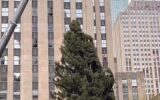 New York, torna l'albero di Natale al Rockefeller Center