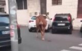 Roma, dopo il leone tocca a un vitello: animale in fuga tra le auto a Vitinia - Video