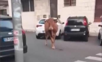 Roma, dopo il leone tocca a un vitello: animale in fuga tra le auto a Vitinia - Video
