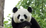 panda zoo Edimburgo