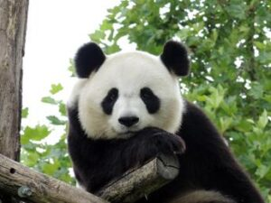 panda zoo Edimburgo
