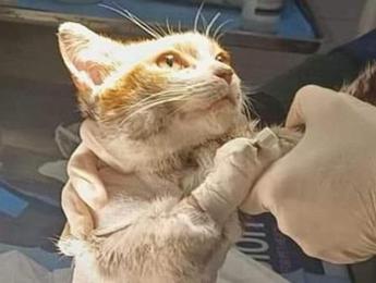 Una fiaccolata per Leone, il gattino morto dopo la tortura