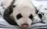 primo panda gigante