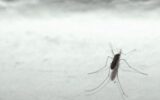 Dengue, l'allarme di Bassetti: "Ci aspetta una stagione peggiore"