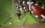 dengue in Italia
