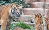 Animali, per la prima volta il Bioparco di Roma mostra la tigrotta Kala
