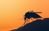 Dengue, stretta sui controlli in porti e aeroporti: in arrivo nuova circolare