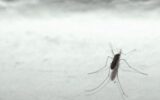 Dengue, vernice anti-zanzare per stop epidemia