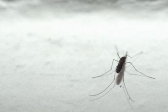 Malaria tornerà in Italia? L'esperto: "No allarme ma guardia alta"