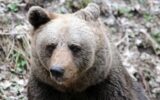 Trentino approva legge per abbattimento orsi: se ne potranno uccidere 8 all'anno