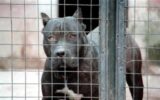 Bimbo ucciso dai pitbull, veterinario: "Non ci sono cani killer ma cattiva gestione sì"