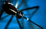 Dengue e malaria