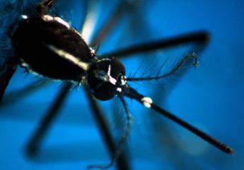 Dengue, in Italia 117 casi nel 2024: concentrati in Veneto, Lazio e Lombardia