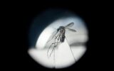 Dengue in Italia, da studio 'bussola' per prevenire possibili focolai