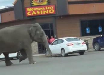 Montana, elefante scappa dal circo: traffico bloccato per le strade di Butte