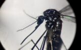 Virus Dengue in Italia? "Inevitabile che prenda sempre più piede"