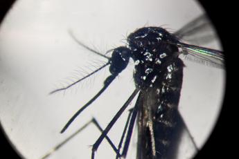 Virus Dengue in Italia? "Inevitabile che prenda sempre più piede"