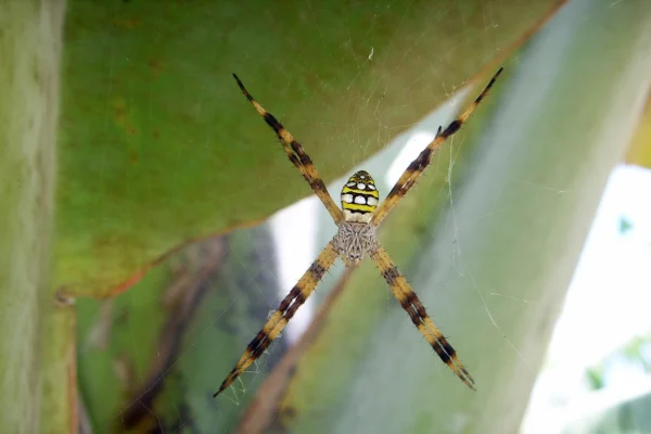 ragni Australia