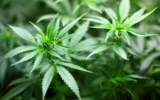 legalizzazione cannabis germania