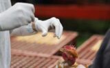 "Antivirali, vaccini e vigile attesa", così ci si prepara a rischio pandemia aviaria
