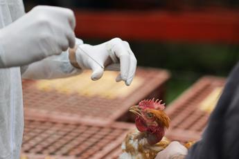 "Antivirali, vaccini e vigile attesa", così ci si prepara a rischio pandemia aviaria