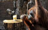 L'orango si cura da solo, la prima scimmia che fa automedicazione
