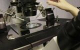 Fecondazione, la salute del padre ha un ruolo anche prima del concepimento Fecondazione, la salute del padre ha un ruolo anche prima del concepimento