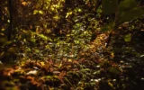 Biodiversità, nasce il tavolo permanente regionale
